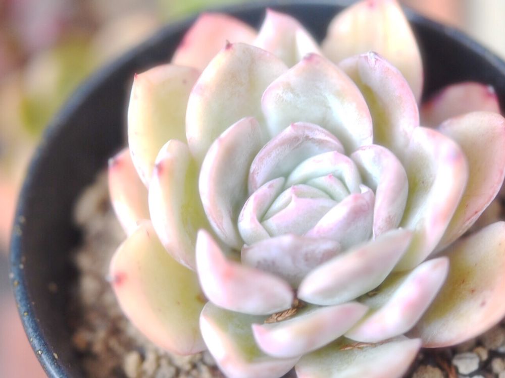 エレガンス(月影)　鉢植え　株