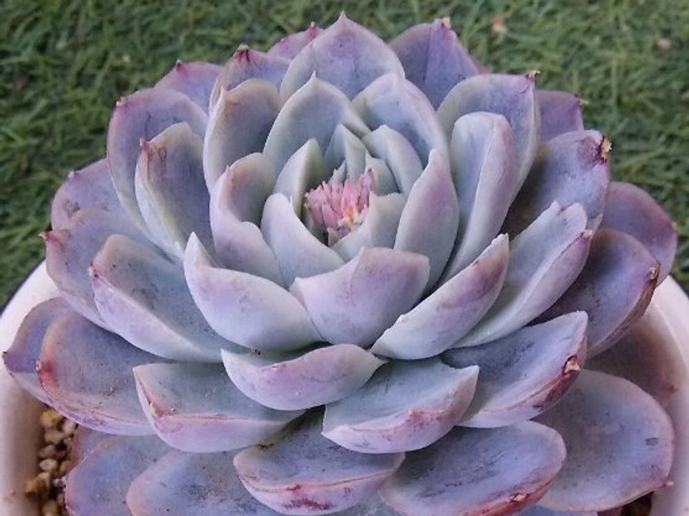 エレガンス(月影)　鉢植え　紫色