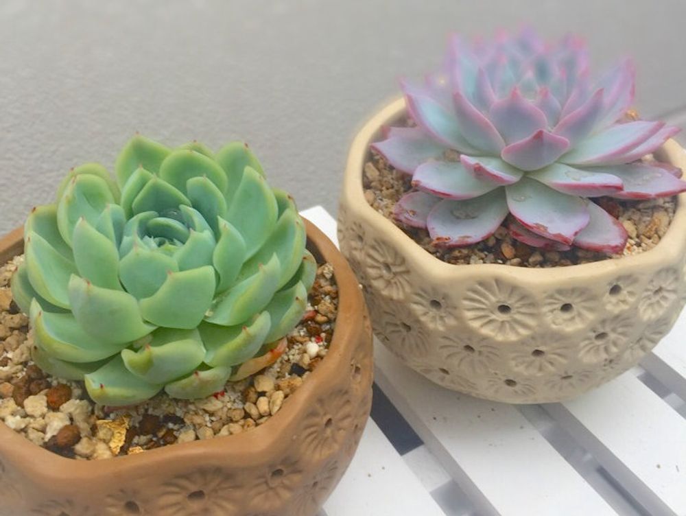 エレガンス(月影)　鉢植え