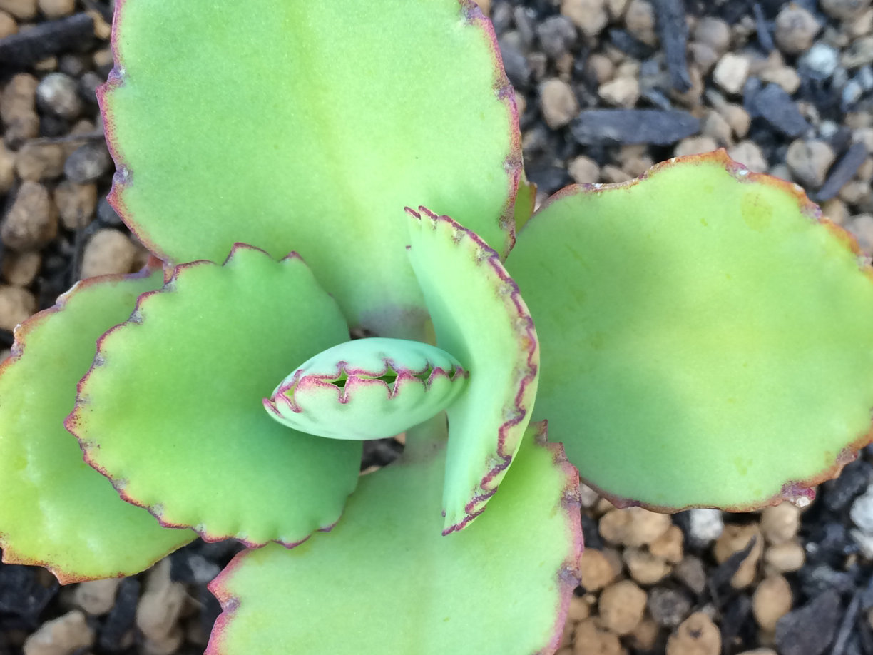 多肉植物 子宝草 ミニ - 植物/観葉植物