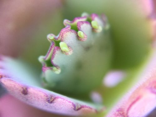 子宝草 子宝弁慶草 の育て方 季節によって日当たりや水やりの加減を変える Greensnap グリーンスナップ