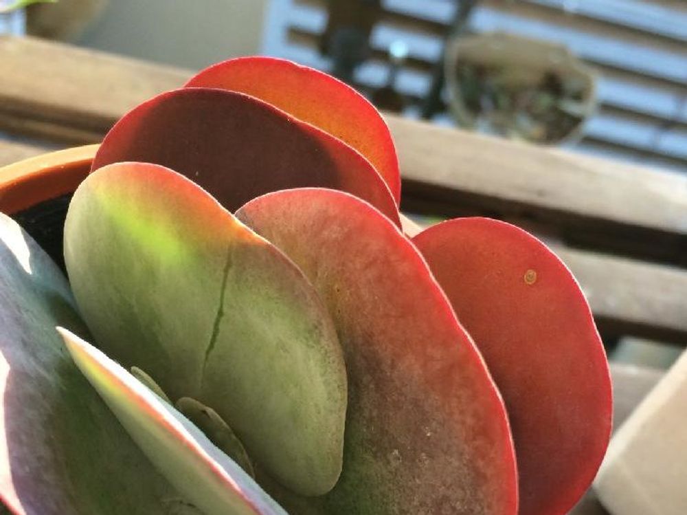 唐印(デザートローズ)　鉢植え