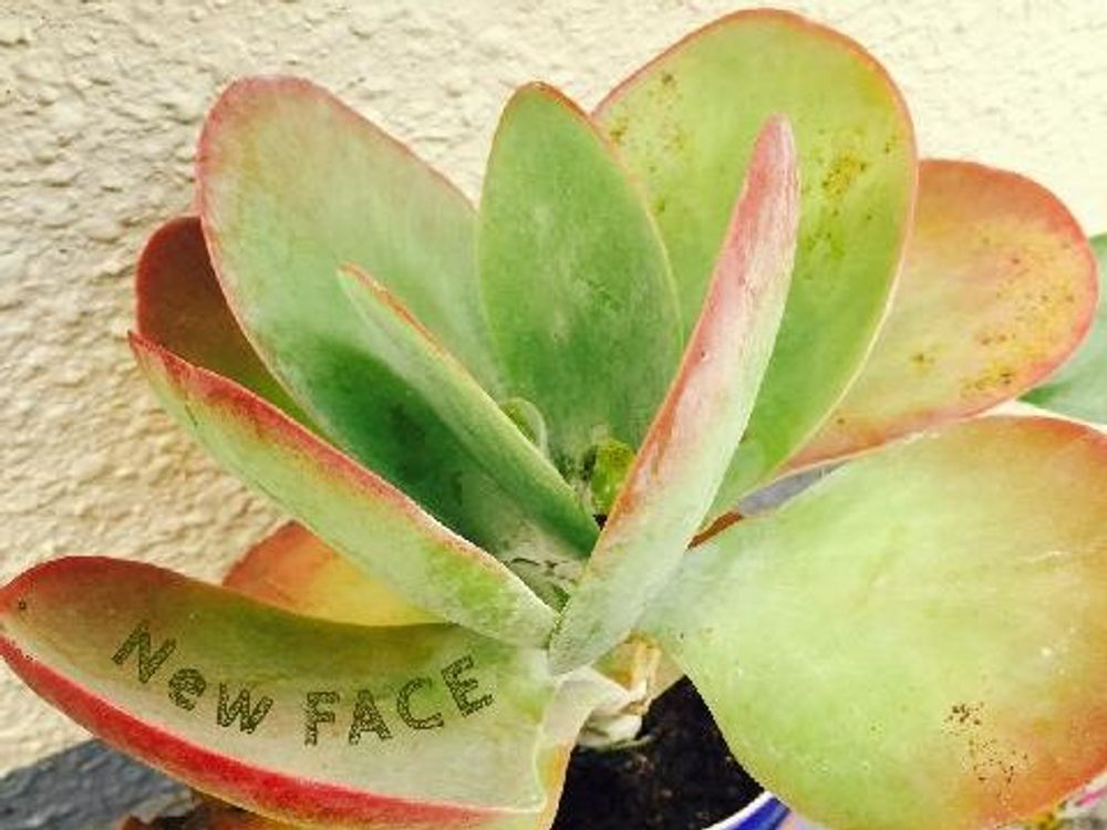 唐印(デザートローズ)　鉢植え