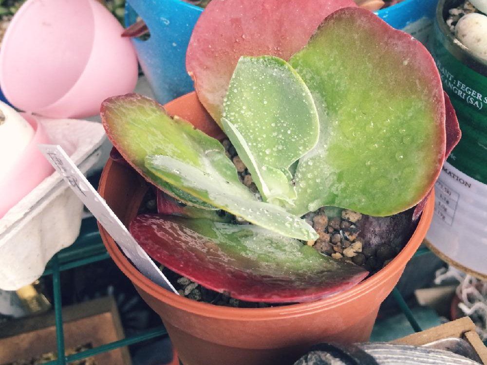 唐印(デザートローズ)　鉢植え