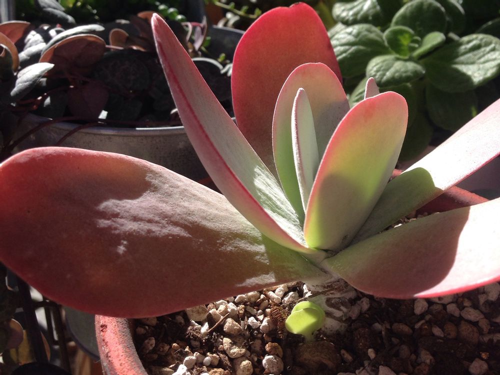 唐印(デザートローズ)　鉢植え