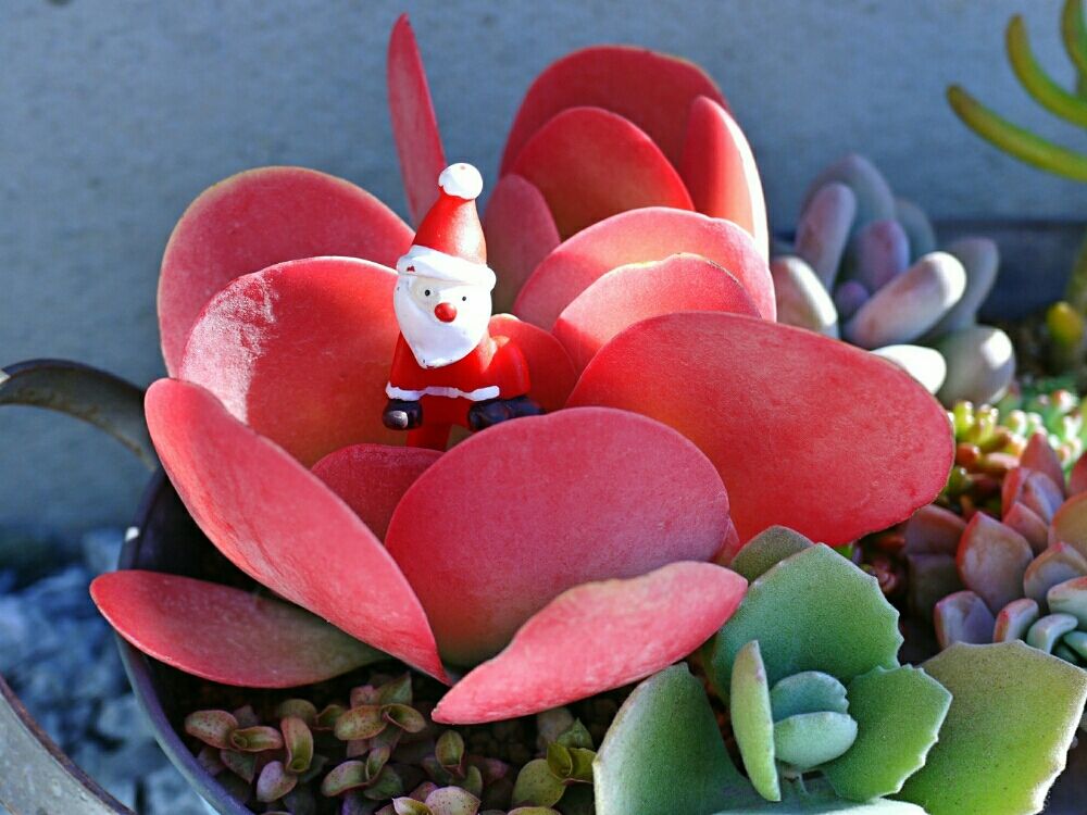 唐印(デザートローズ)　鉢植え　赤い