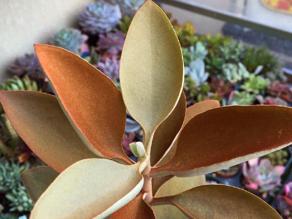 仙人の舞　鉢植え　茶色