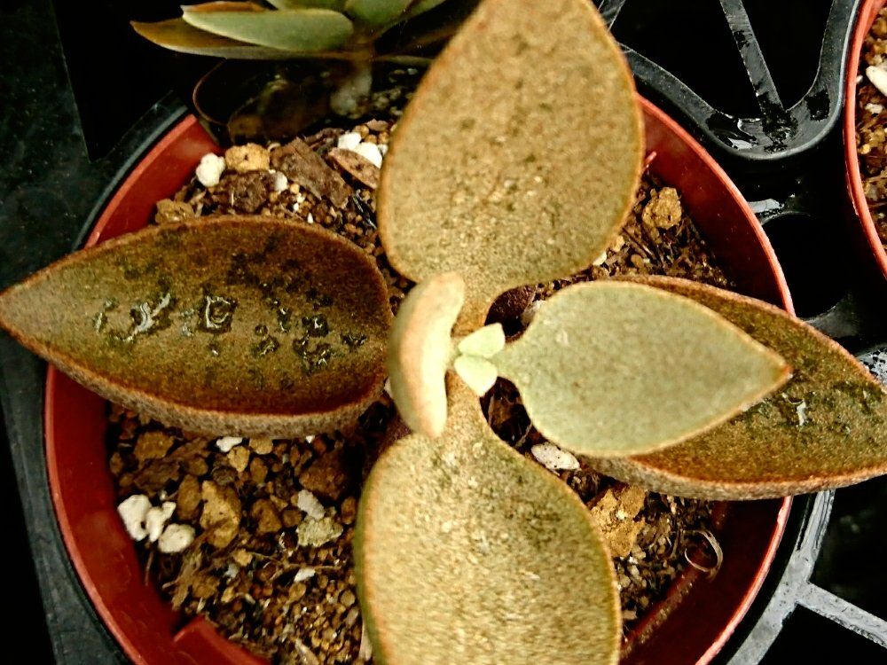 仙人の舞　鉢植え　水滴