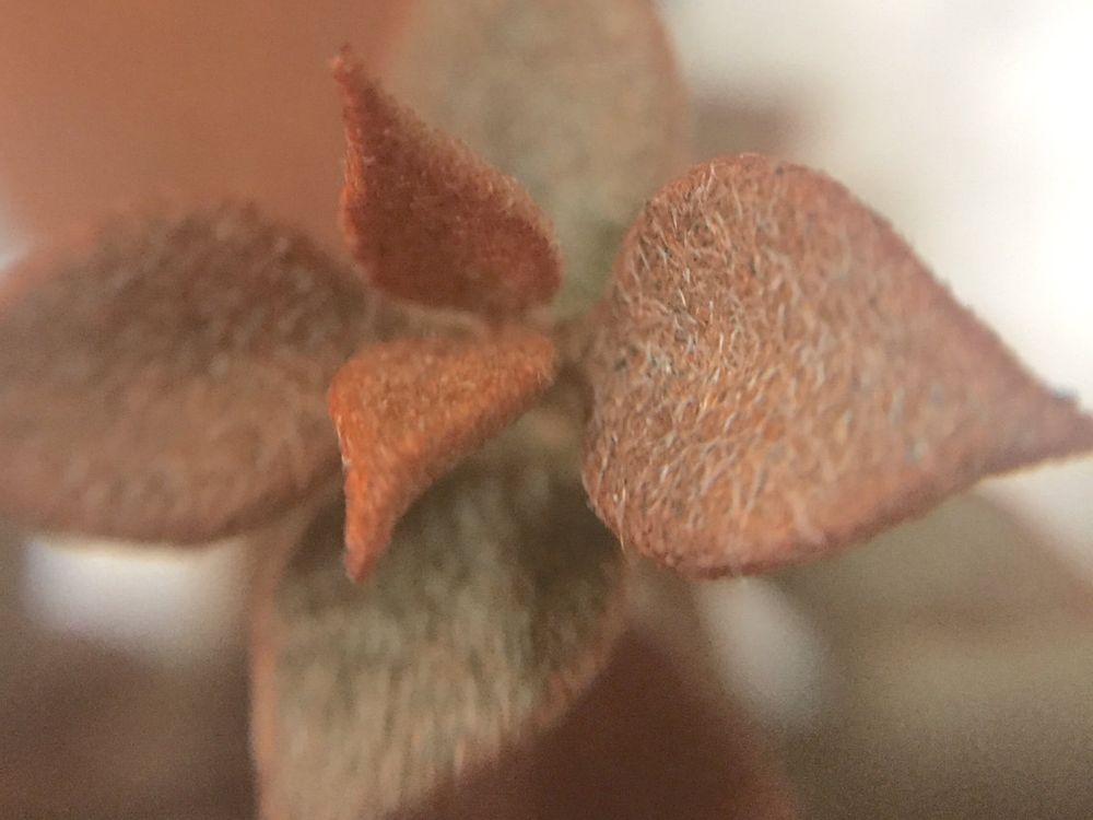 仙人の舞　茶色の株