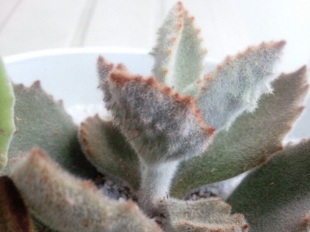 ファング　鉢植え