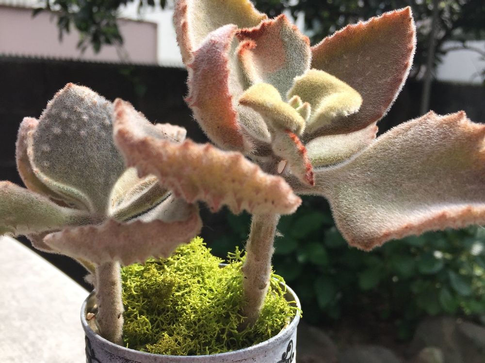 ファング　鉢植え　屋外