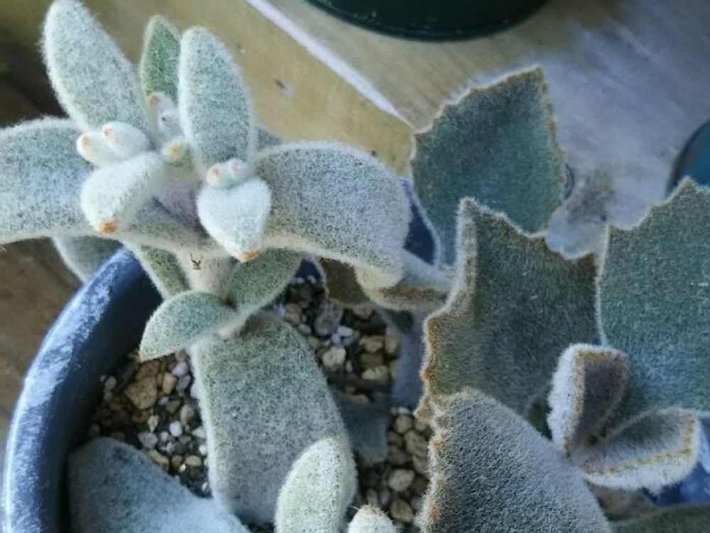 ファング　鉢植え