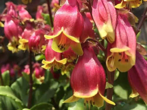 ウエンディの育て方 日当たり加減や室内で適した置き場所とは Greensnap グリーンスナップ