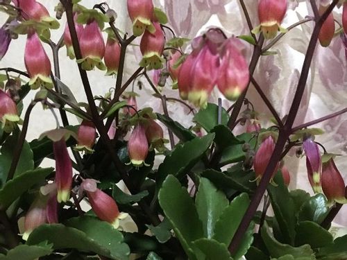 ウエンディの育て方 日当たり加減や室内で適した置き場所とは Greensnap グリーンスナップ