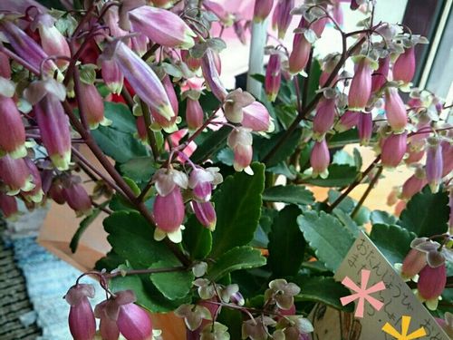 ウエンディの育て方 日当たり加減や室内で適した置き場所とは Greensnap グリーンスナップ