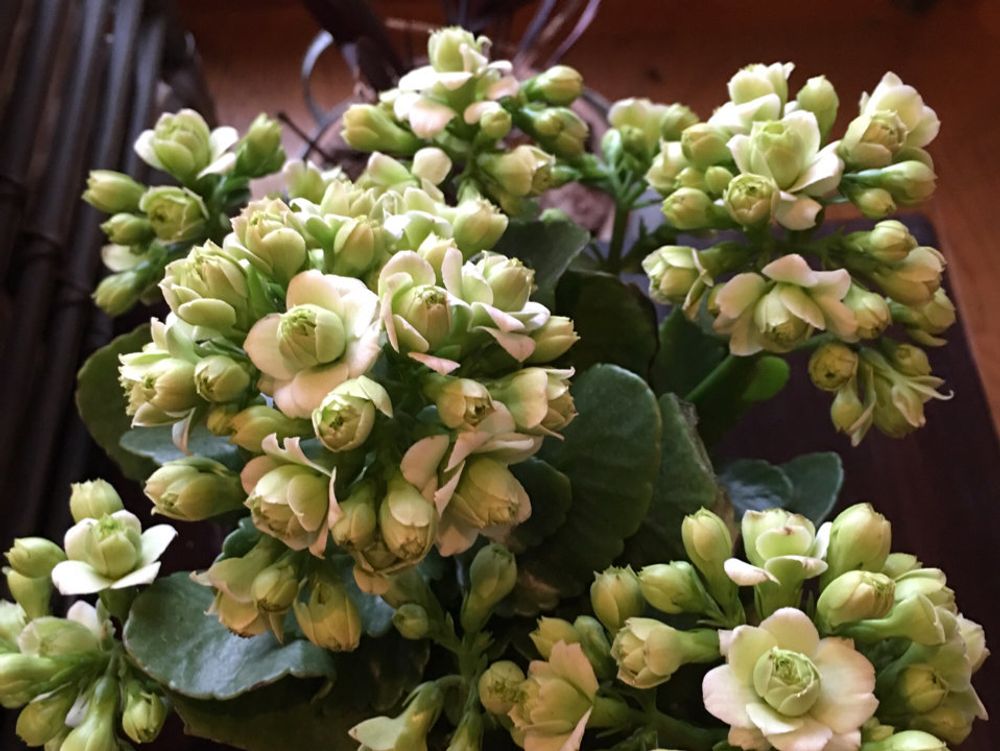 カランコエ・パリ 花