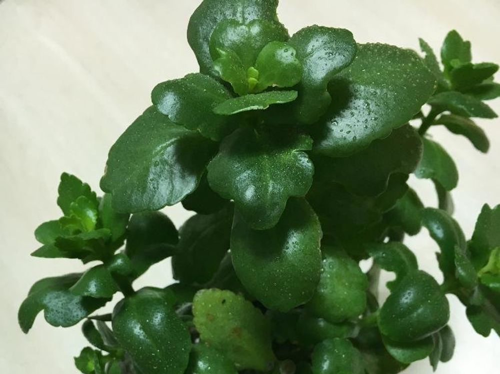 カランコエ・パリ 葉