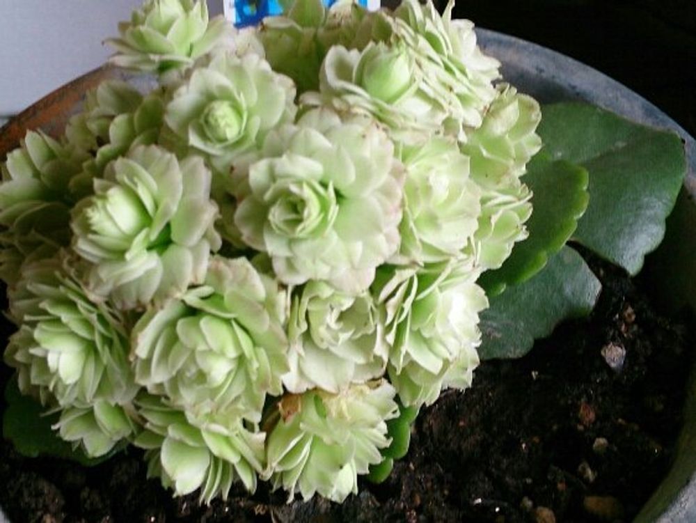 カランコエ・パリ 花