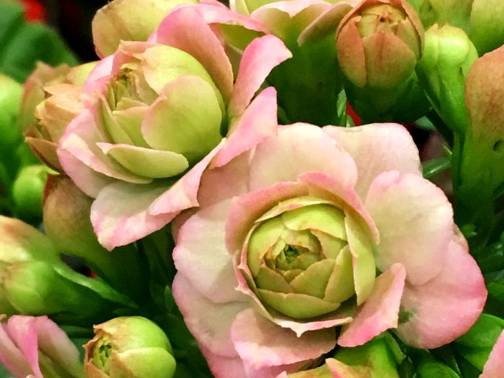 カランコエ・パリ 花