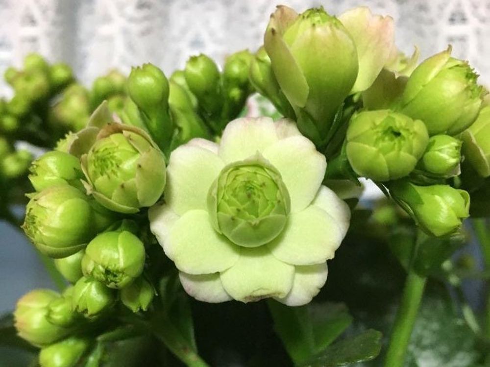 カランコエ・パリ 花