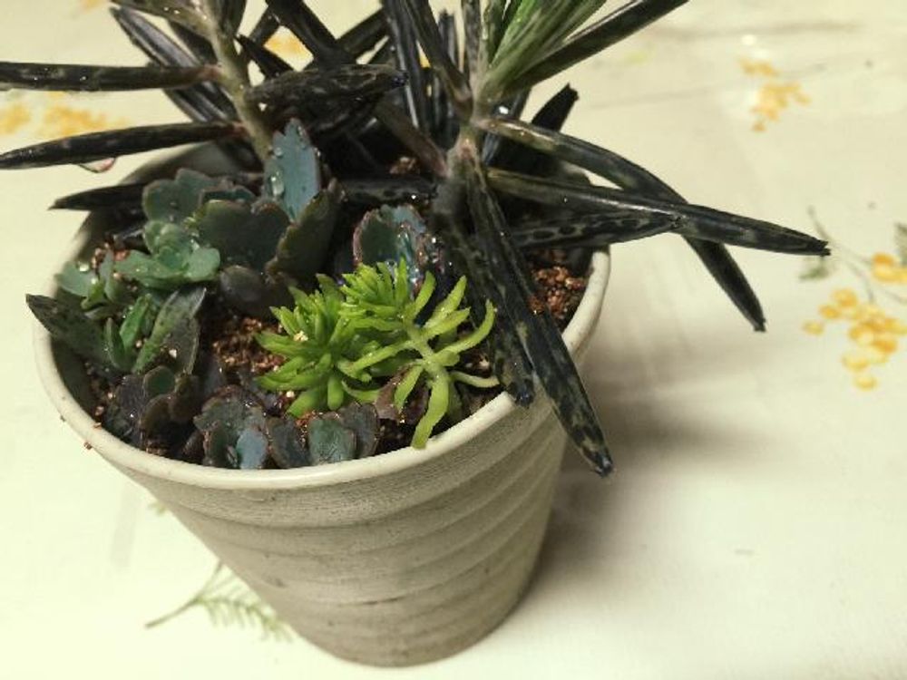 胡蝶の舞 鉢植え