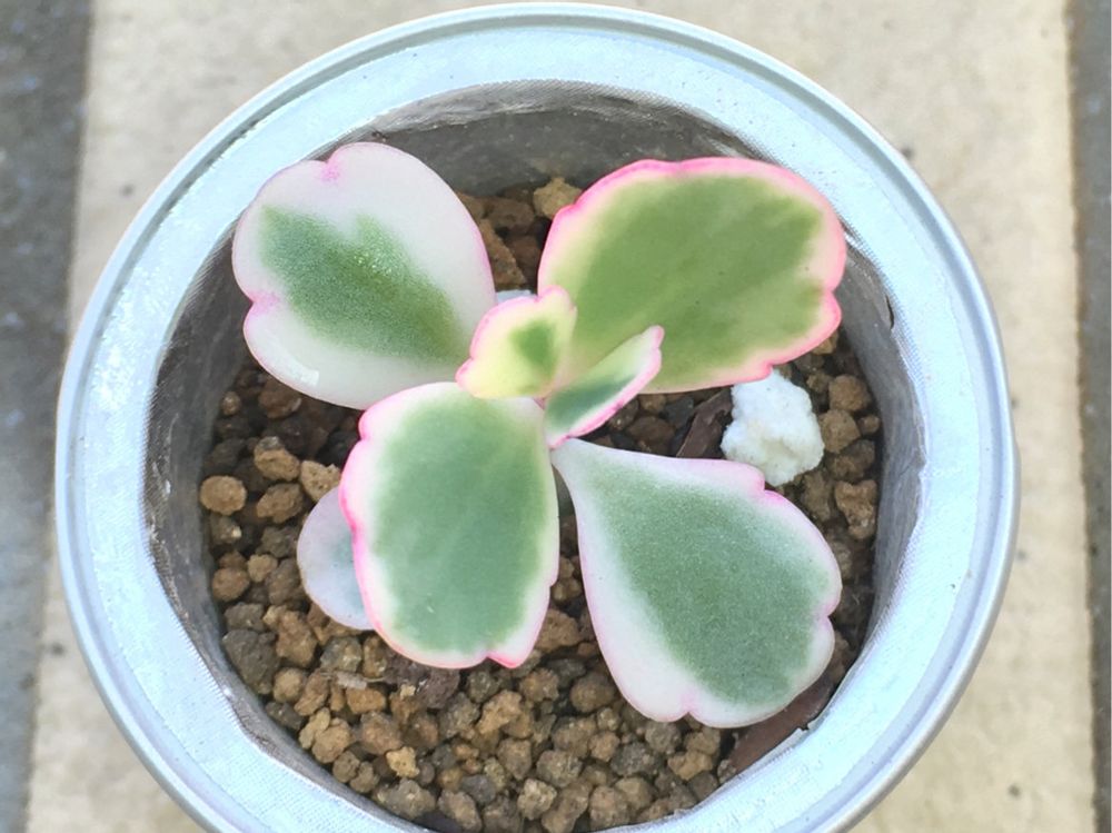 胡蝶の舞 鉢植え