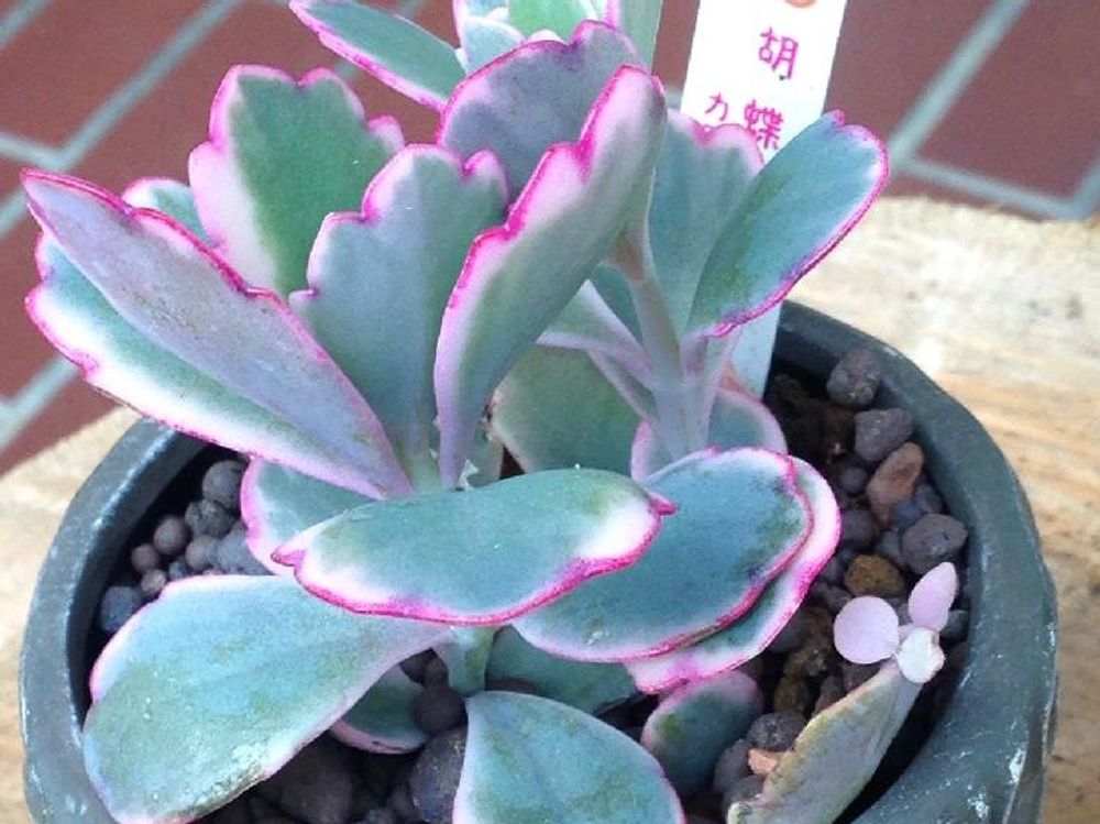 胡蝶の舞 鉢植え