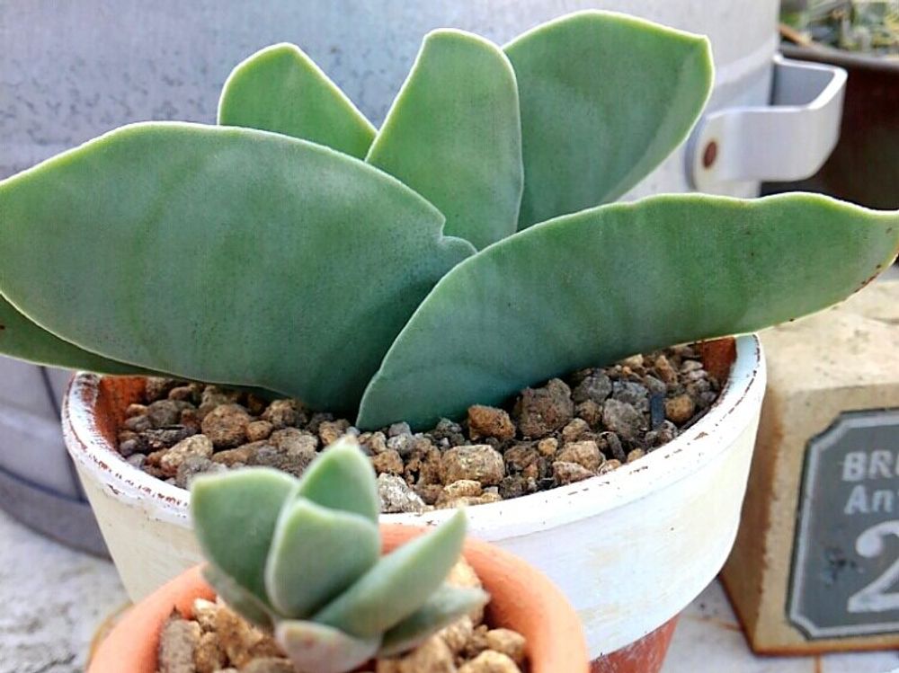 神刀　鉢植え　屋外