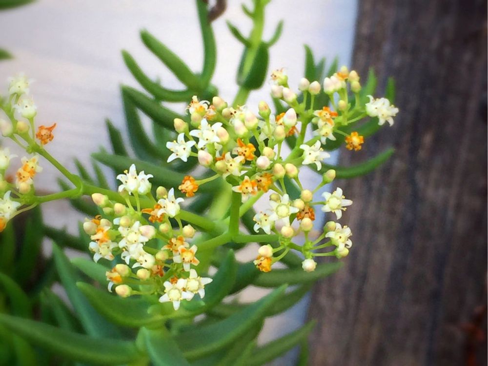 テトラゴナ　白い花