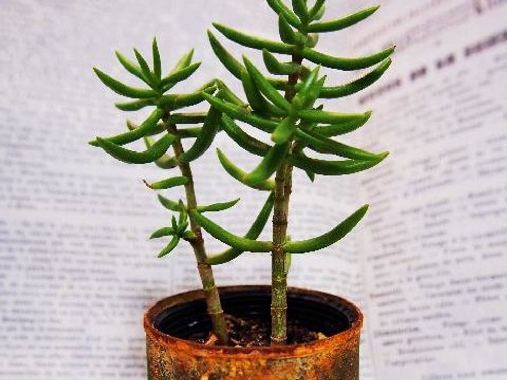 テトラゴナ　鉢植え　葉