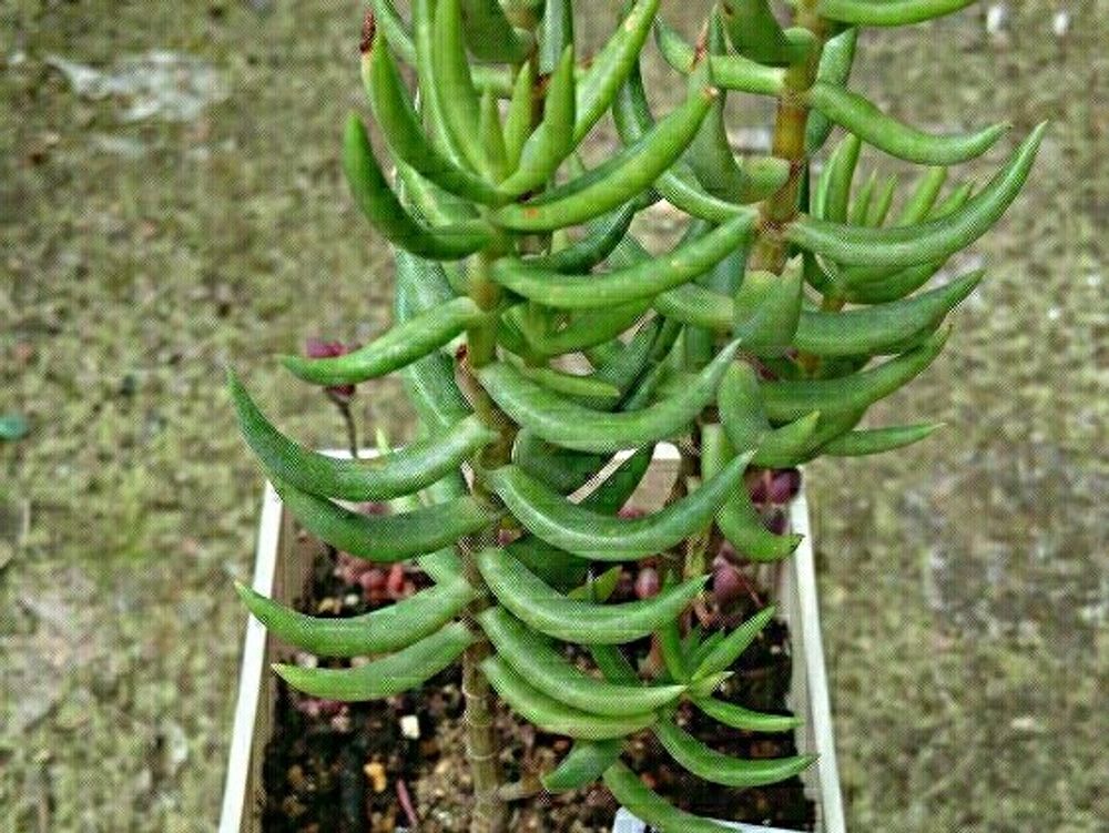 テトラゴナ　鉢植え　葉