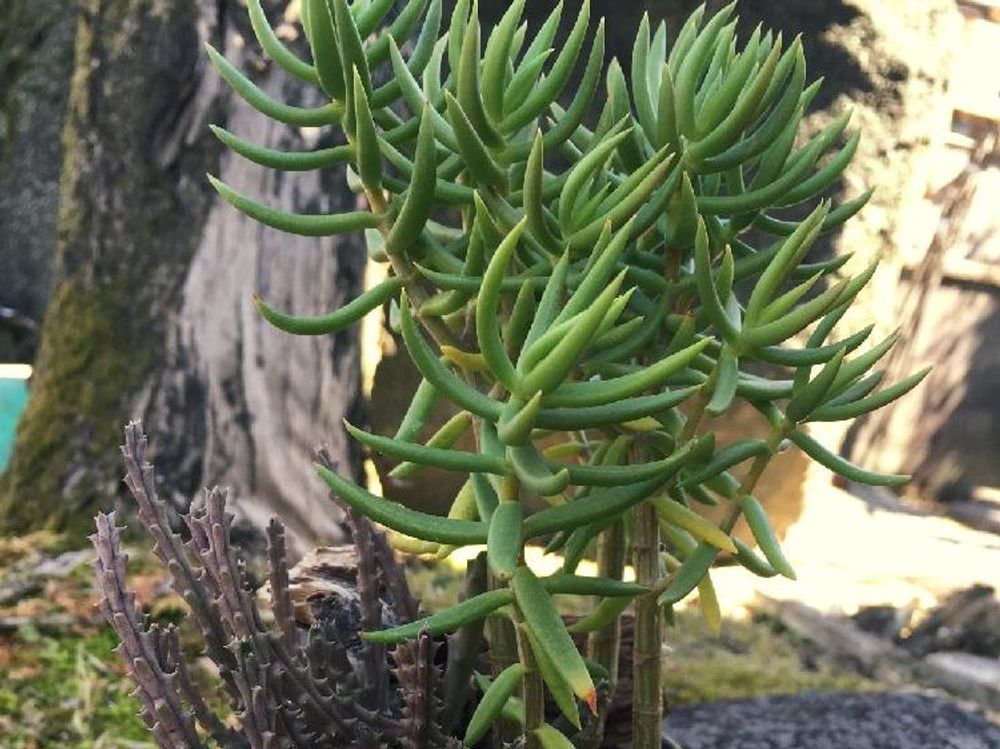 テトラゴナ 　緑色の葉