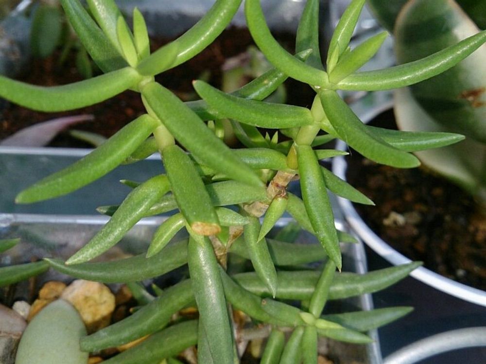 テトラゴナ　葉　鉢植え