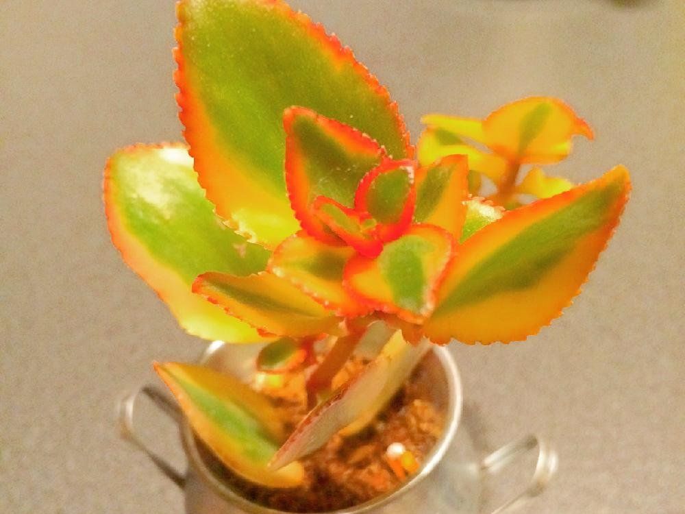 サルメントーサ　鉢植え