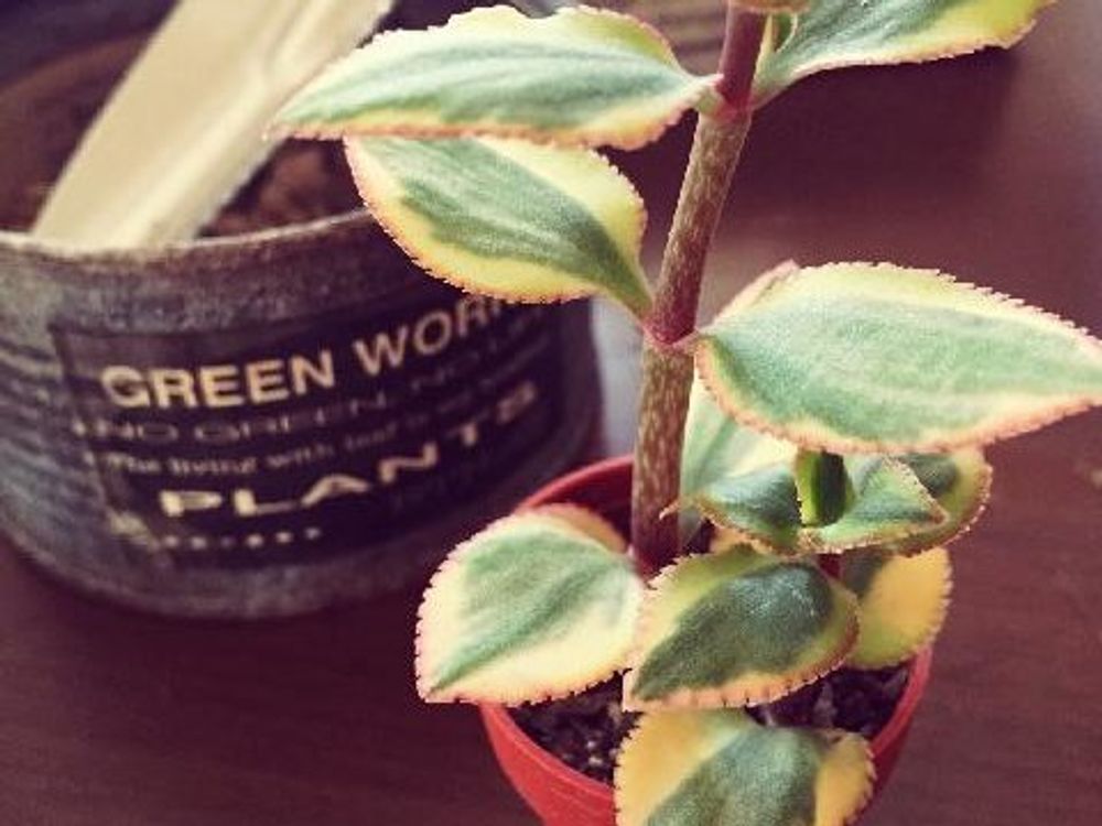 サルメントーサ　鉢植え　屋内