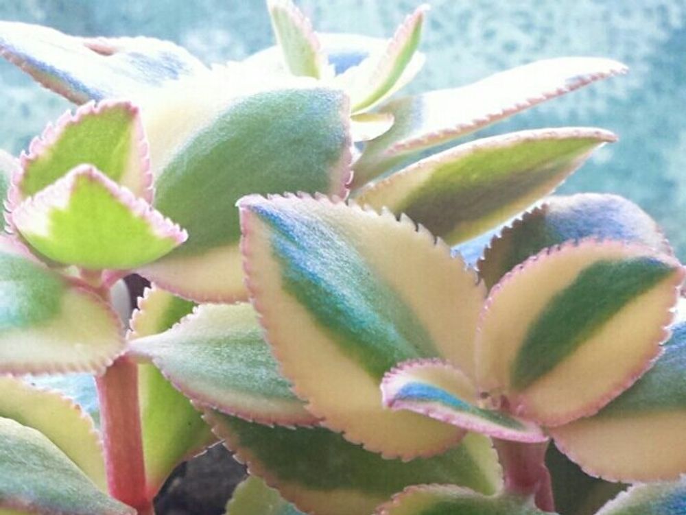 サルメントーサ　鉢植え