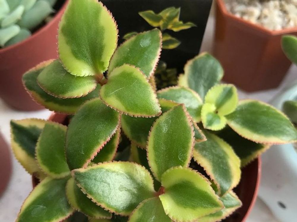 サルメントーサ　鉢植え