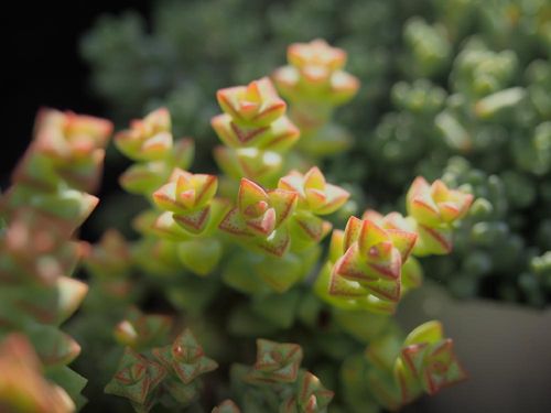 小米星の育て方｜日当たりや水やり加減は？植え替えは必要 