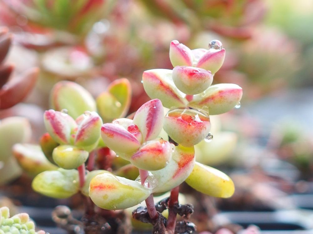 小米星　水滴　株