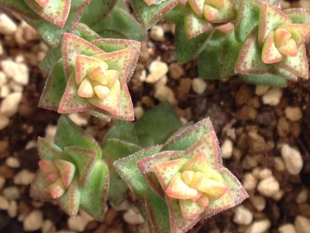 小米星　鉢植え　日光