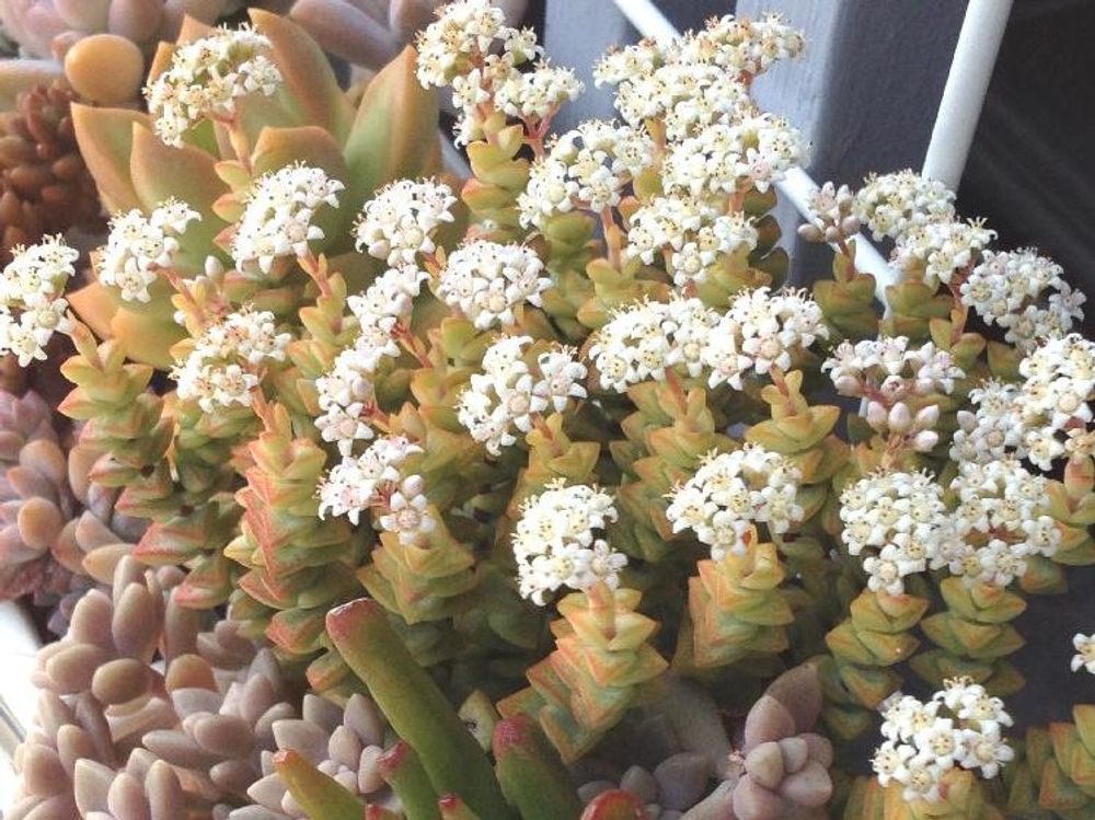 小米星　鉢植え