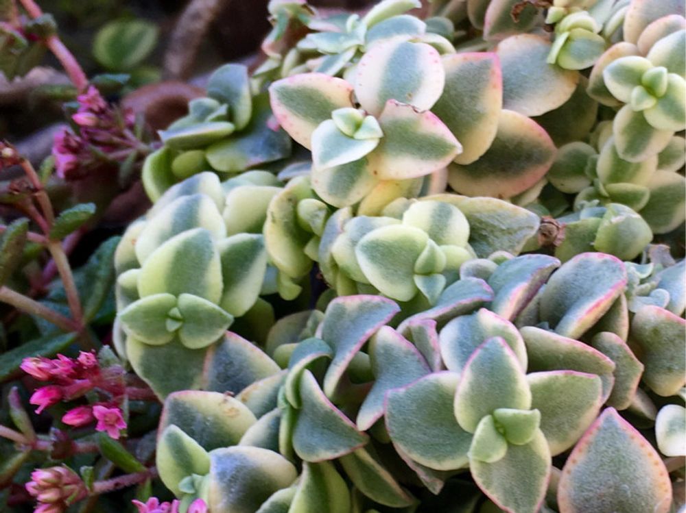 マルギナリス　鉢植え