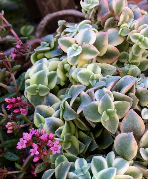 マルギナリスの育て方 日当たりや水やりの加減 増やし方は Greensnap グリーンスナップ