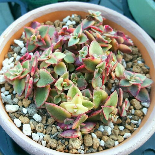 マルギナリスの育て方 日当たりや水やりの加減 増やし方は Greensnap グリーンスナップ