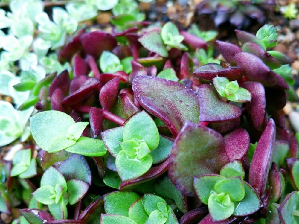 マルギナリス　地植え　葉