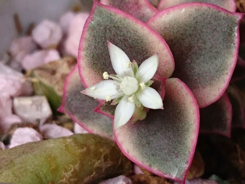 マルギナリス　白い花