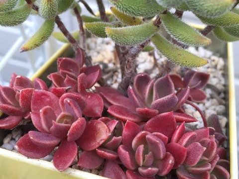多肉植物 ❁︎シャルモン錦 未発根