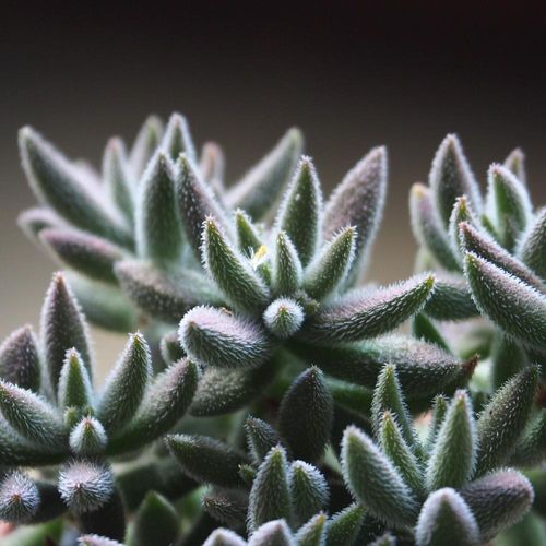 銀揃の育て方｜水やり頻度や植え替え時期、増やし方は？｜?GreenSnap 