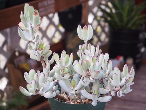 今だけ❣️葉挿し赤ちゃん2種6コセット エラ 多肉植物^o^