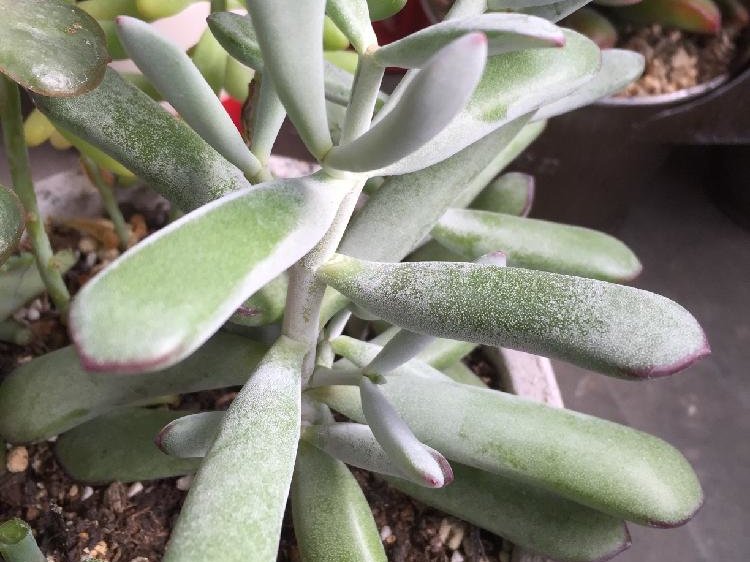 多肉植物 ❁︎達磨福娘錦 大群生 - 植物/観葉植物